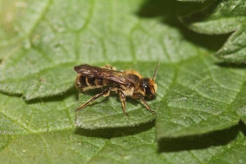 Chelostoma sp.